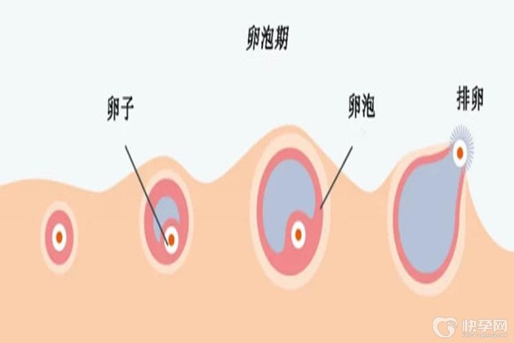 供卵一次成功的概率大吗-供卵一次成功的概率有多大?