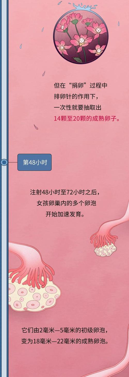 供卵的成功率有多大(供卵成功率有多大?)