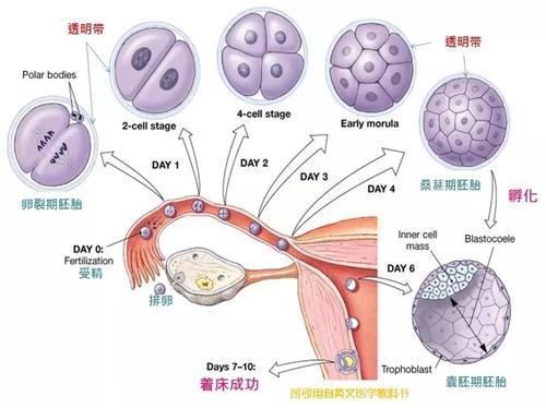 供卵试管代怀生子(供卵试管代怀生子:新生命的奇迹)